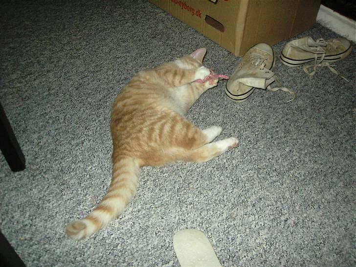 Blanding af racer Sunset  billede 7