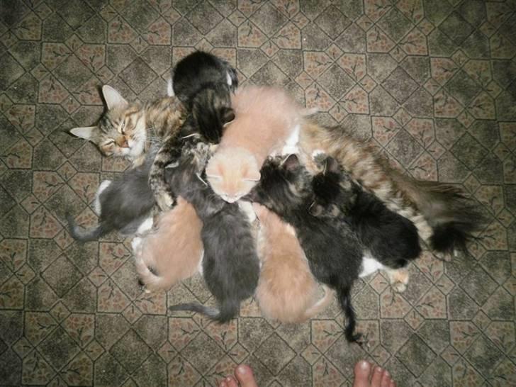 Blanding af racer Sunset  - Sunset med hendes mor og alle 7 søskende :) billede 8