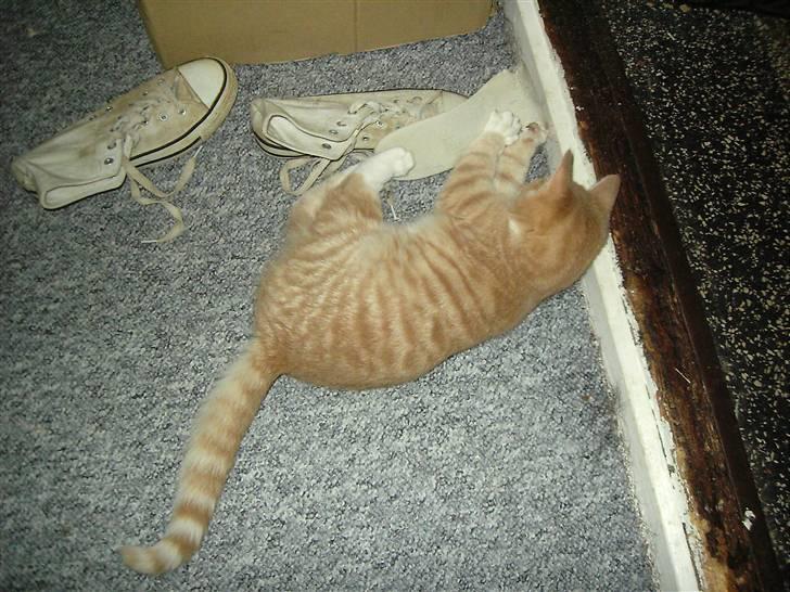 Blanding af racer Sunset  billede 9