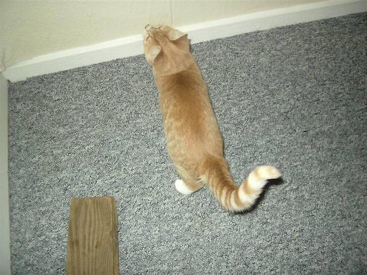 Blanding af racer Sunset  billede 10