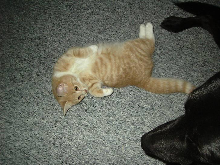 Blanding af racer Sunset  billede 11