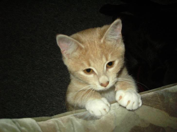 Blanding af racer Sunset  billede 12