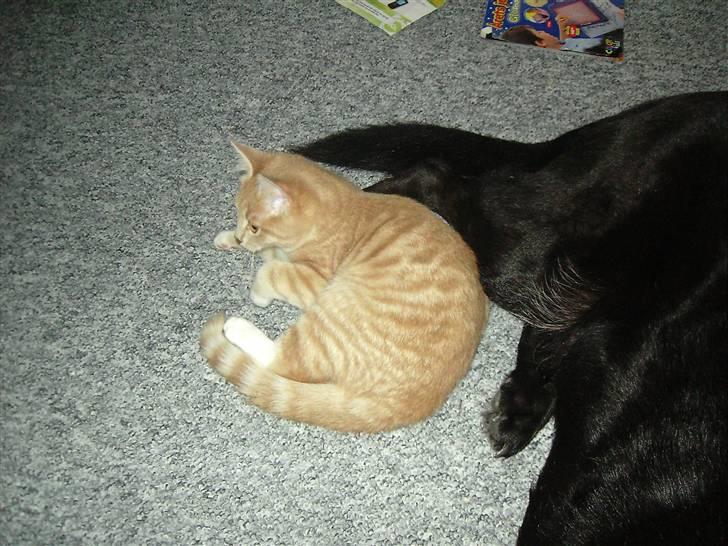 Blanding af racer Sunset  billede 13