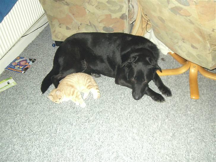 Blanding af racer Sunset  billede 14