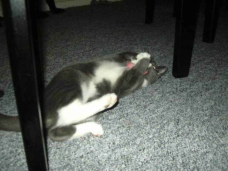 Huskat Garfield billede 1