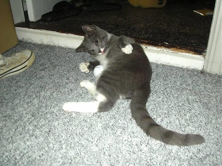 Huskat Garfield billede 2