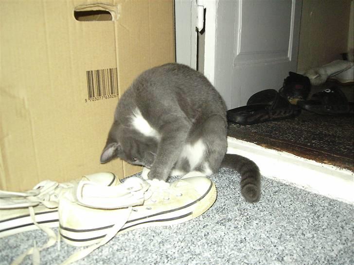 Huskat Garfield billede 3