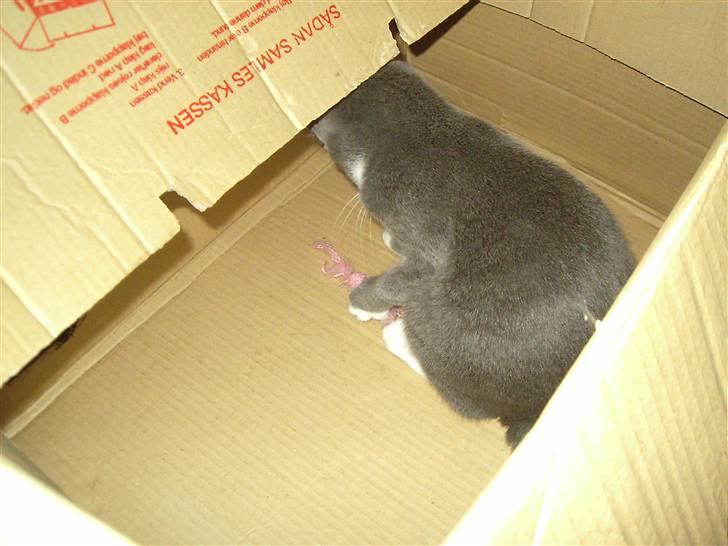 Huskat Garfield billede 4