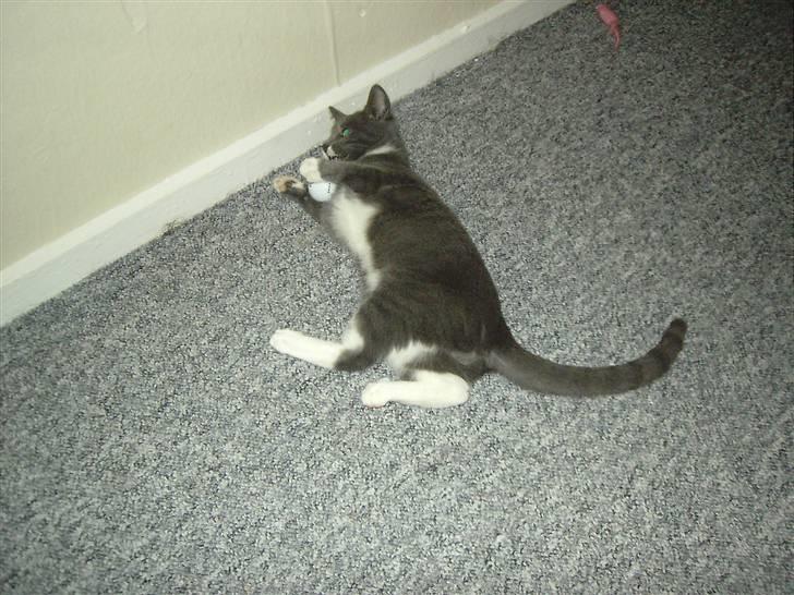 Huskat Garfield billede 5