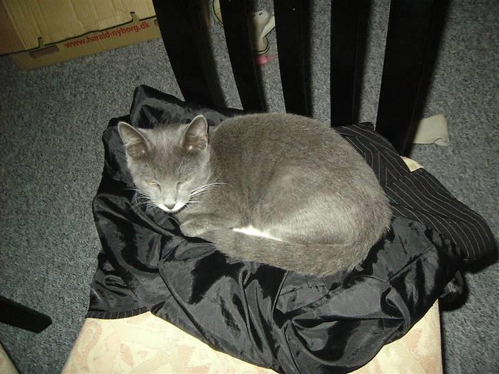 Huskat Garfield billede 6