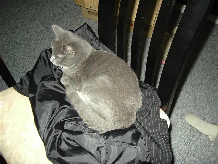 Huskat Garfield billede 7