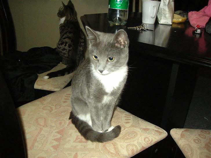 Huskat Garfield billede 10