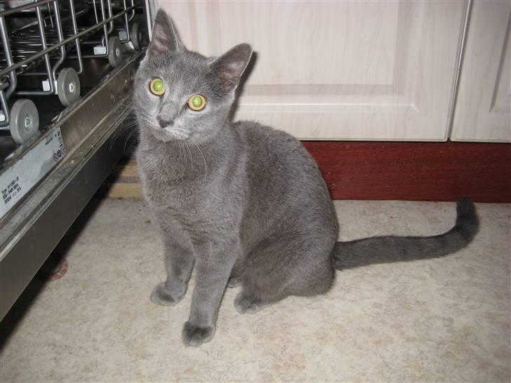 Huskat Grunk - Hej jeg hedder Grunk.  billede 1