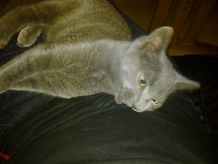 Huskat Grunk - Jeg bider lige mor, så kan hun lære det.  billede 2