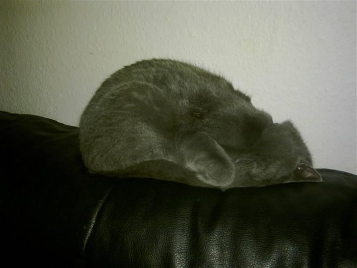 Huskat Grunk - ZZZZZZZZZZZZZZZZZZZZZZZZZZZZZZZZZZZZZZZ billede 3