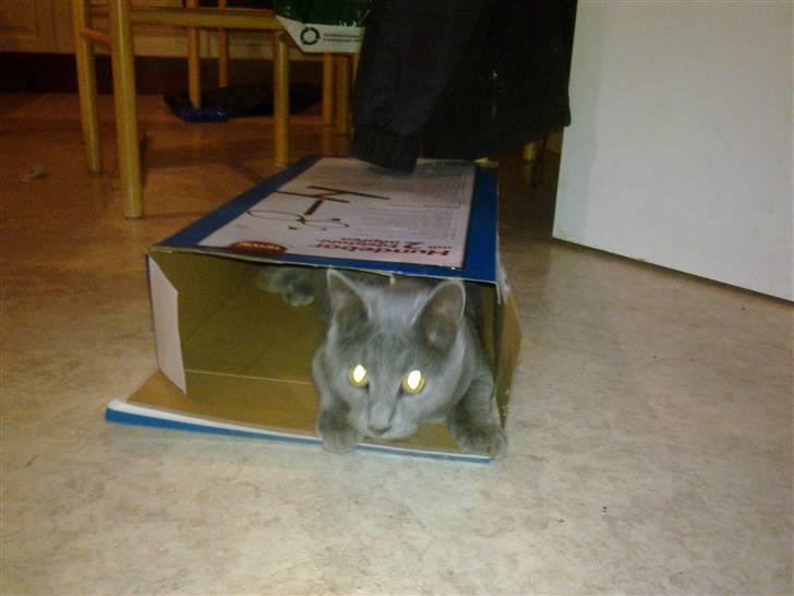 Huskat Grunk - Du kan ikke se mig. Tralalalala billede 4