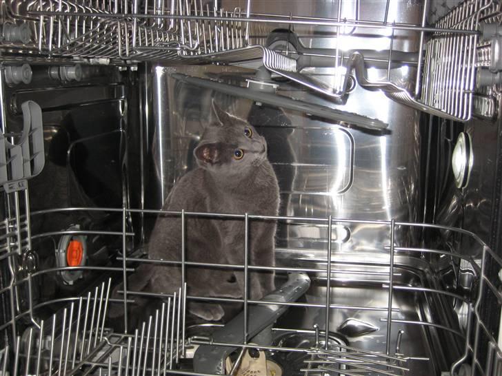 Huskat Grunk - Det er bare så spændene her inde billede 5