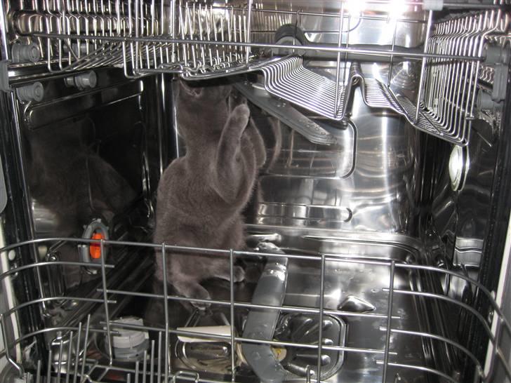 Huskat Grunk - Nøj, man kan også lege med den.  billede 6