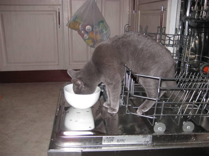 Huskat Grunk - Må hellere hjælpe mor lidt med opvasken.  billede 7