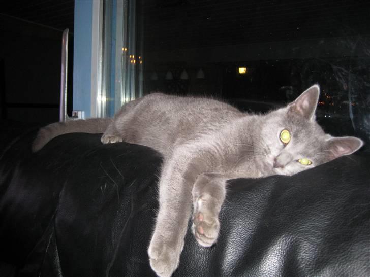 Huskat Grunk - Det er hådt med alt det huslige arbejde. billede 8