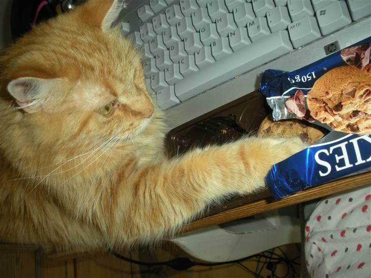 Maine Coon Prinsesse Luna - Hun er en værre sukkergris! Hun tager mine cookies :( Foto: Emma Kloster (mig) billede 11