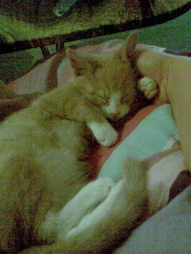 Huskat Lucky ;) billede 3