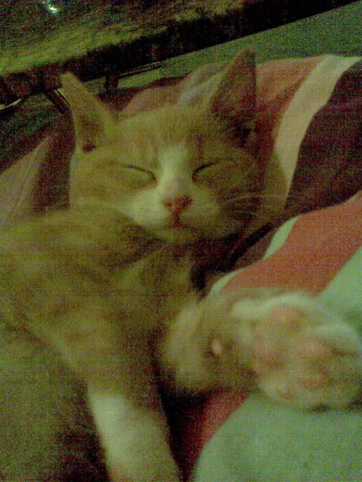 Huskat Lucky ;) billede 4