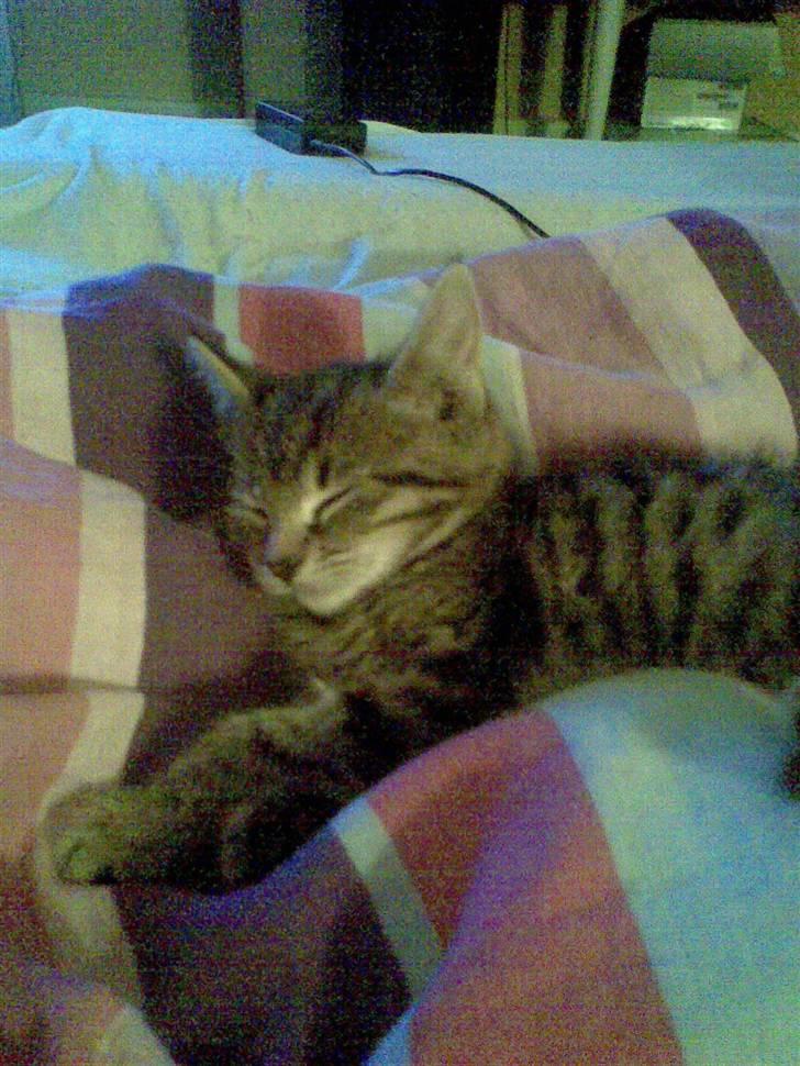 Huskat Moto (; billede 1