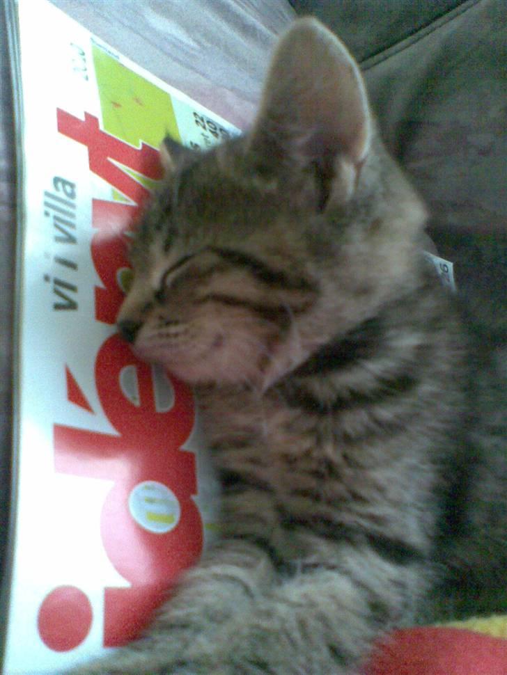 Huskat Moto (; - Det her blad må jeg bare ligge på, selvom mor skal bruge det ;D IDENYT. billede 2