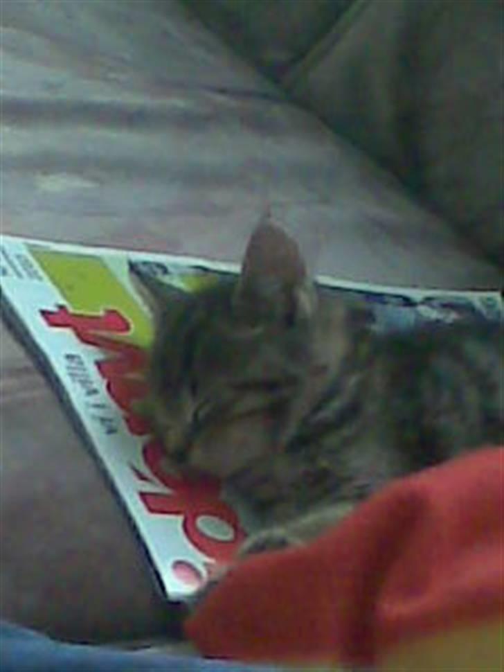 Huskat Moto (; - .og jeg bliver liggende. :D billede 3