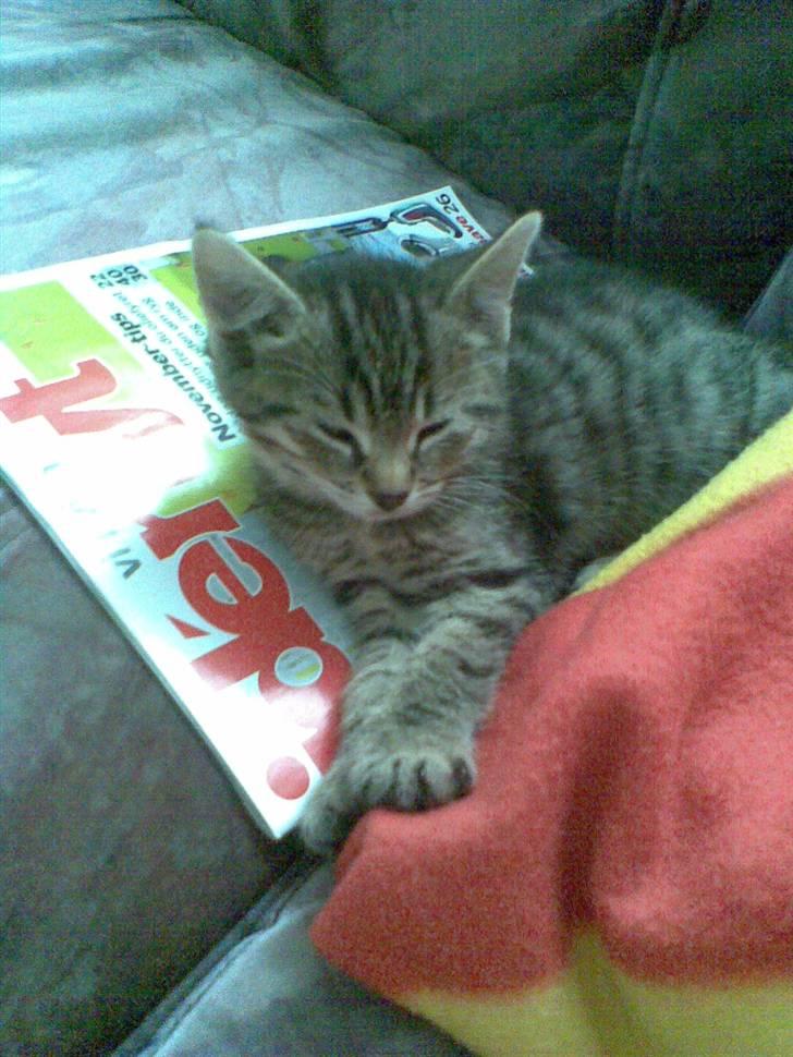 Huskat Moto (; - altså nu er det nok ;) billede 4