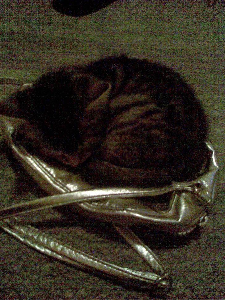 Huskat Moto (; - Her ligger jeg godt, på mors taske ;) billede 7