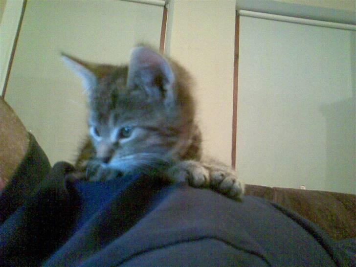 Huskat Moto (; - jeg ligge mig her, så går jeg ikke i vejen og kan stadig føge med i hvad far laver på computeren :D billede 8