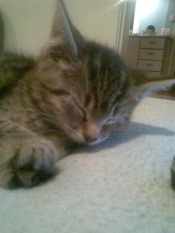 Huskat Moto (; billede 9