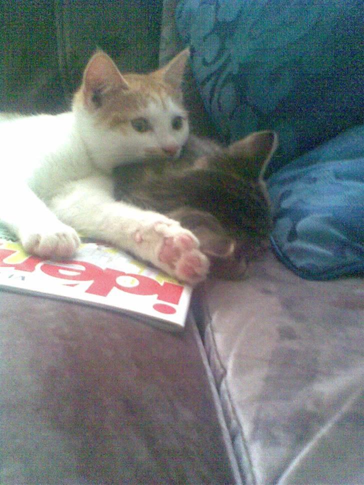 Huskat Kom med et navn :) - Hygger med lillesøster "Moto" (; billede 1