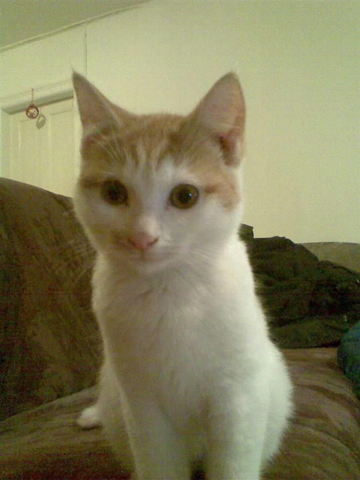 Huskat Kom med et navn :) - Sidder fint og kigger på dig, så tag dog det billede så jeg kan komme hen og sove. (: billede 3
