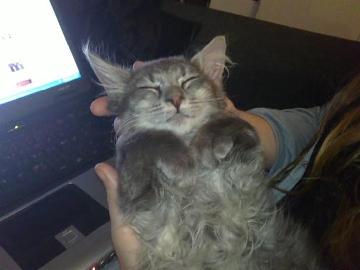 Blanding af racer Kenai billede 2