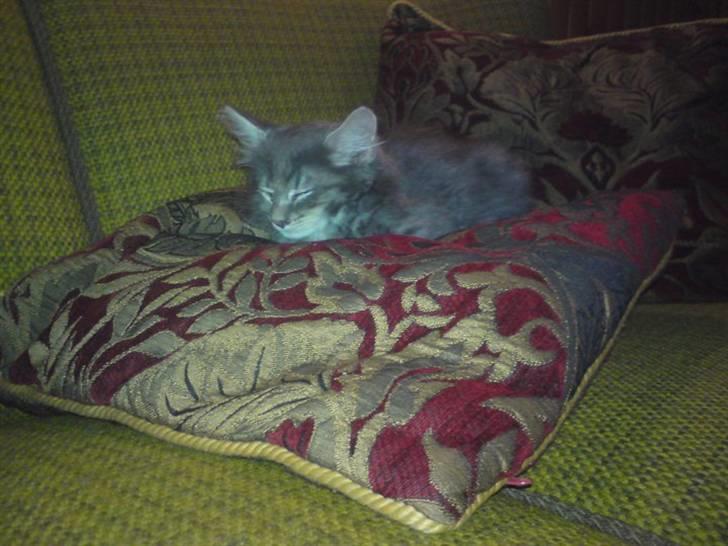 Blanding af racer Kenai billede 3