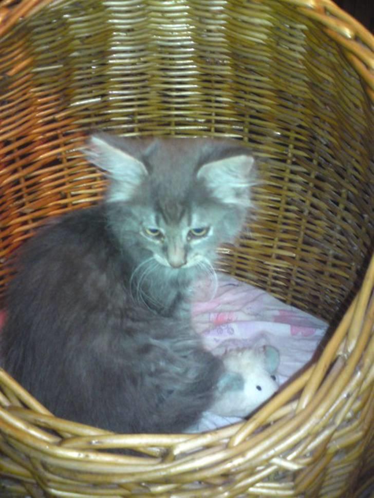 Blanding af racer Kenai billede 4