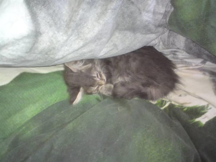 Blanding af racer Kenai billede 5