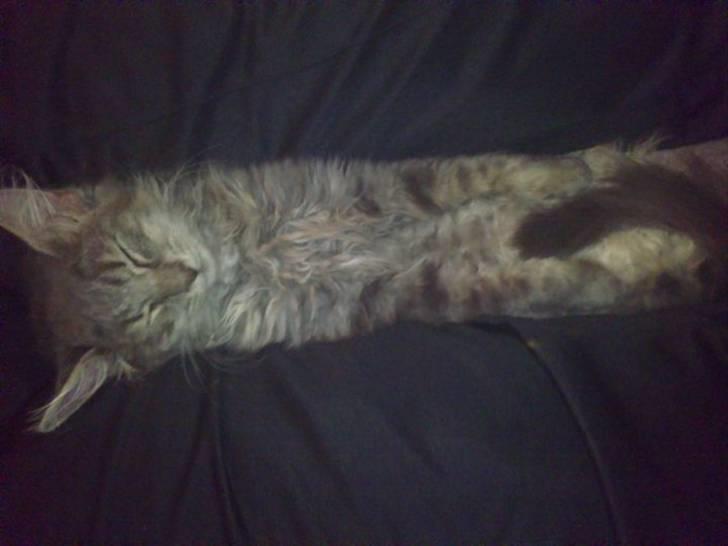 Blanding af racer Kenai billede 6