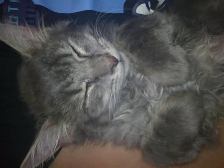 Blanding af racer Kenai billede 7