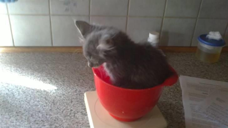 Blanding af racer Kenai billede 8