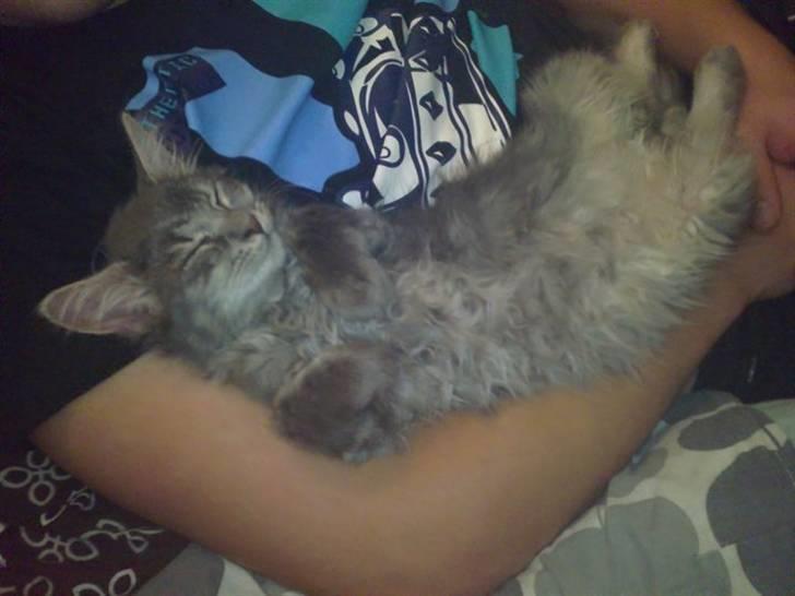 Blanding af racer Kenai billede 9