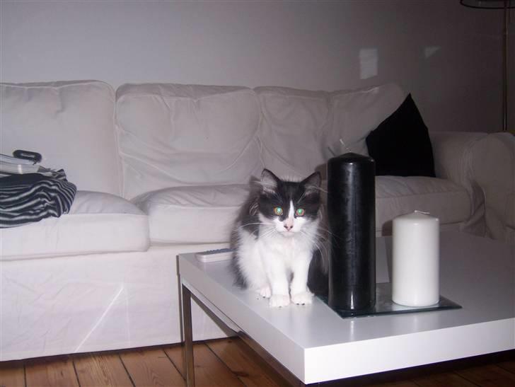 Blanding af racer Hector - billede da hector var 13-14 uger billede 2