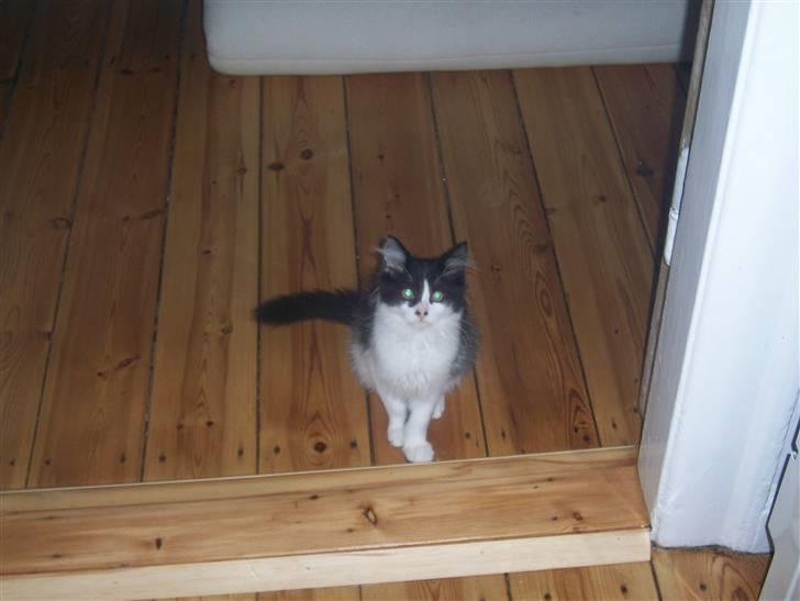 Blanding af racer Hector - billede fra da hector var 13-14 uger billede 3