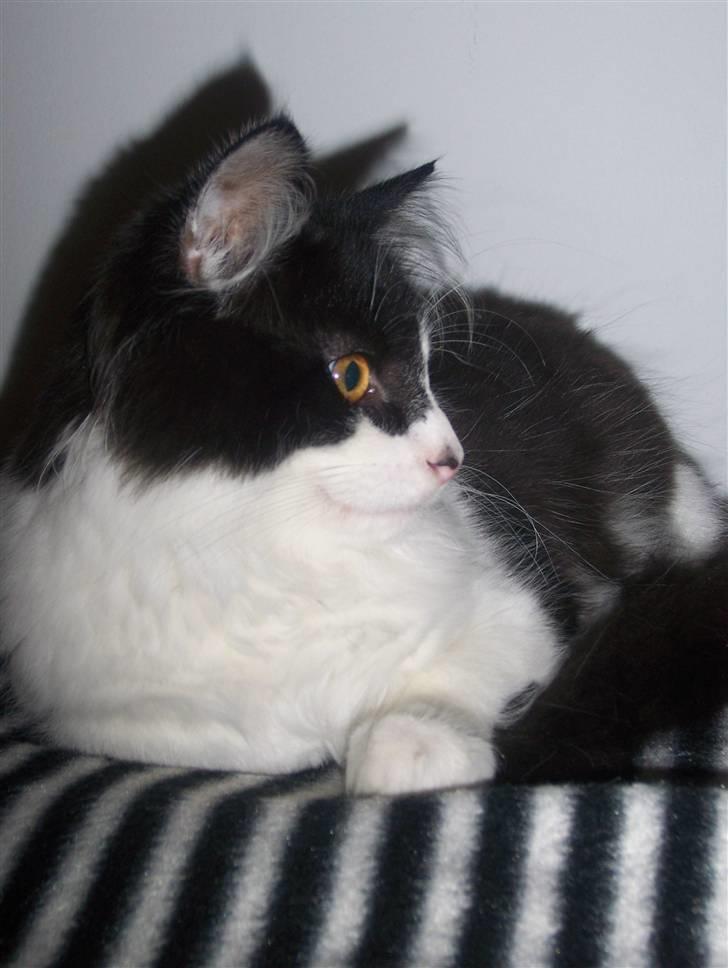 Blanding af racer Hector - 20 uger :D billede 4