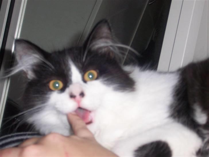 Blanding af racer Hector - 20 uger :D - ynglings beskæftigelse, elsker at sutte på finger ;D  billede 5