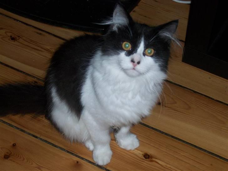 Blanding af racer Hector - 20 uger billede 6