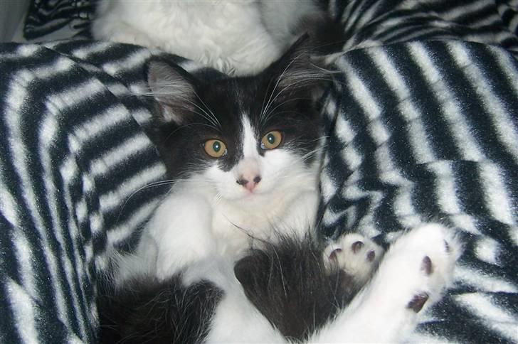 Blanding af racer Hector billede 7